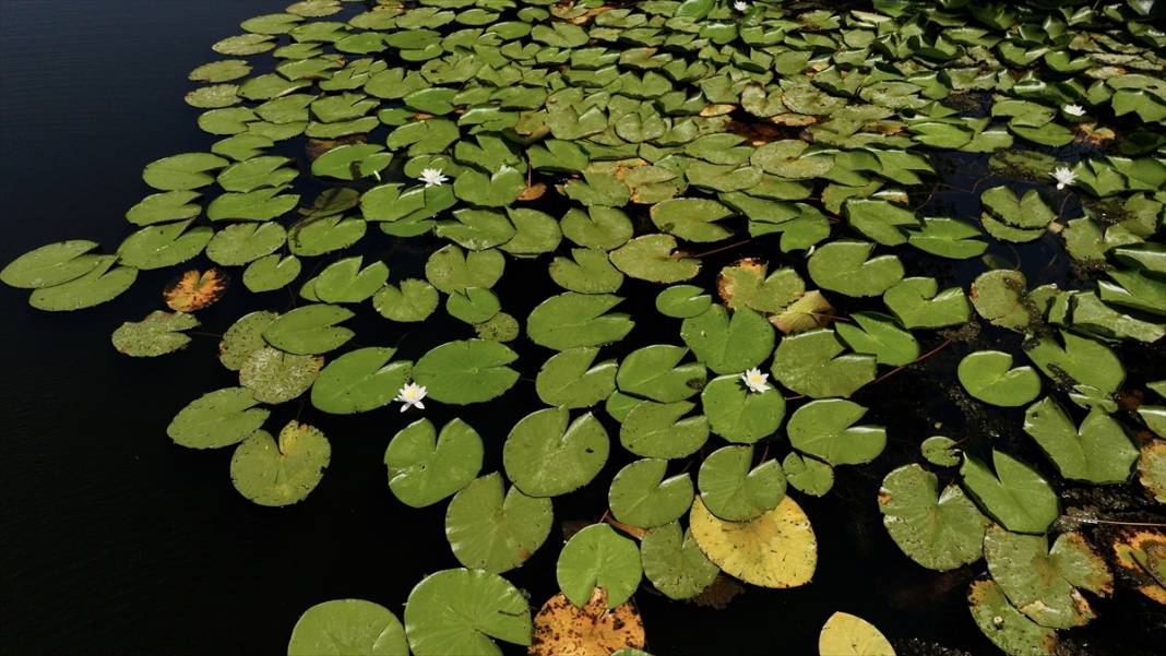 Türkiye’nin en büyük tek parça subasar ormanı 7